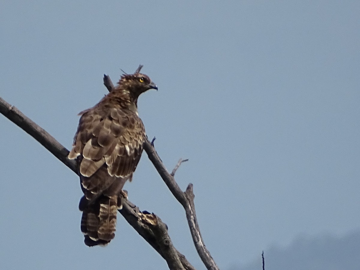 Oriental Honey-buzzard - ML620602982