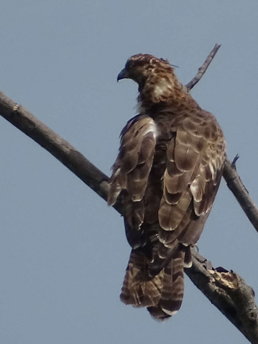 Oriental Honey-buzzard - ML620602983