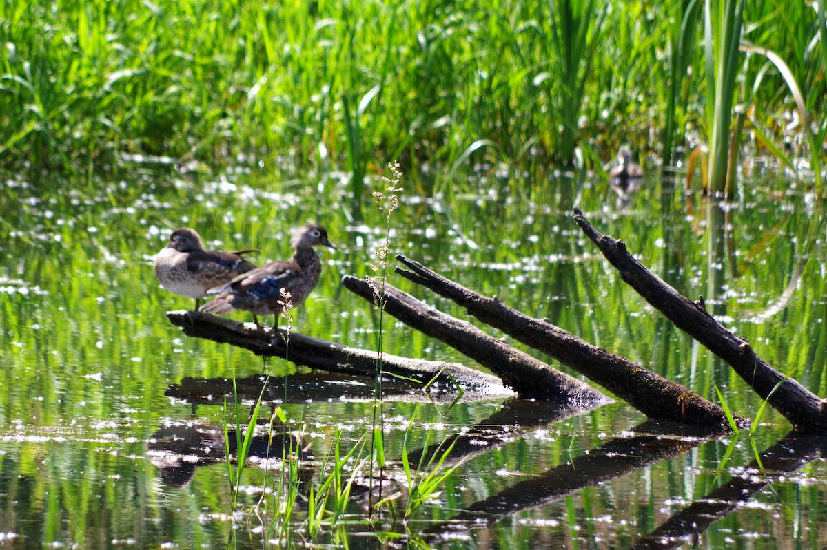 Wood Duck - ML620602985