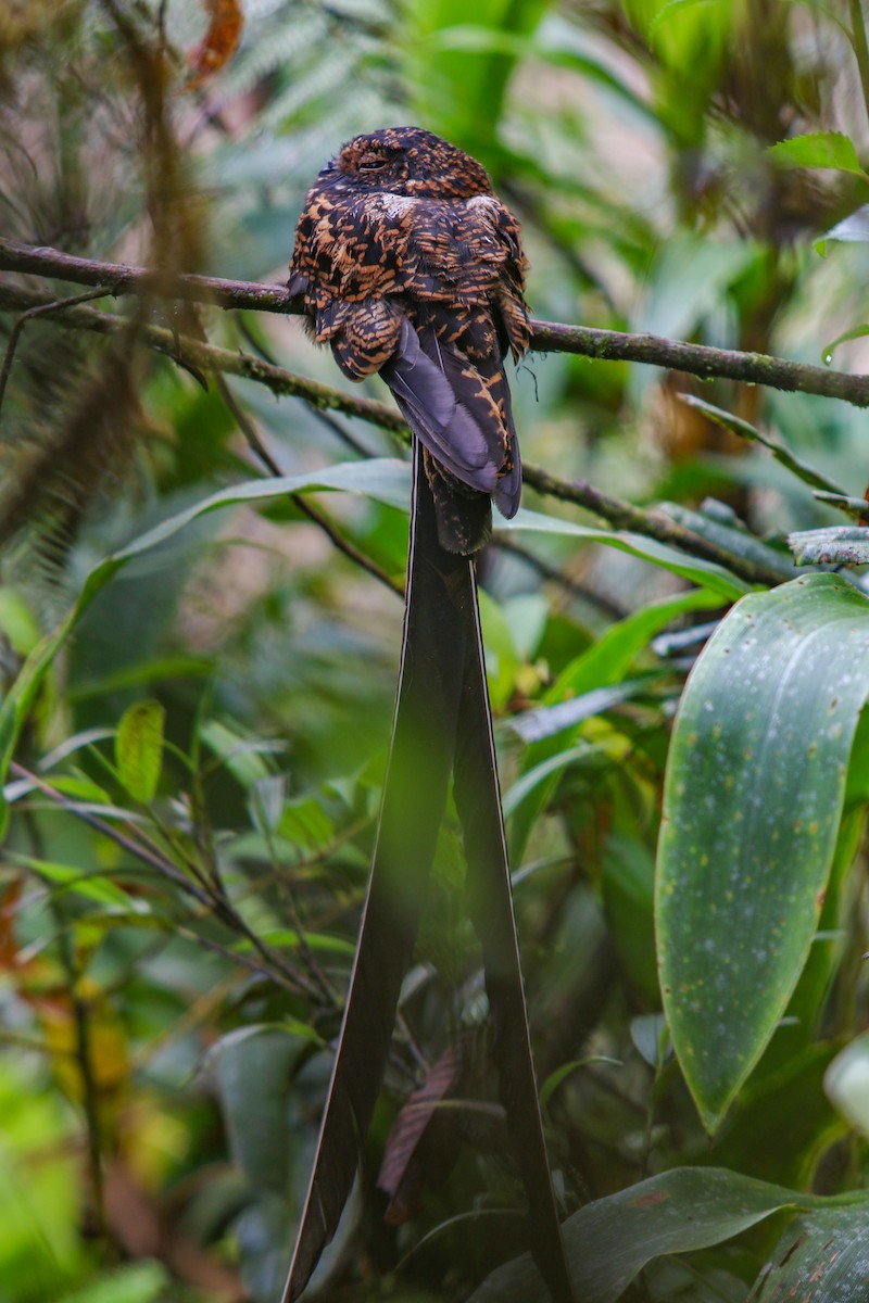Swallow-tailed Nightjar - Alex Boas