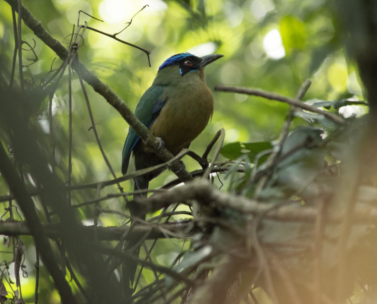 blåpannemotmot - ML620602988