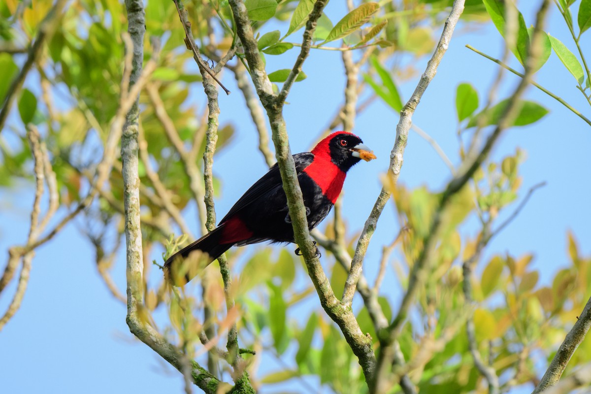 Crimson-collared Tanager - ML620602990