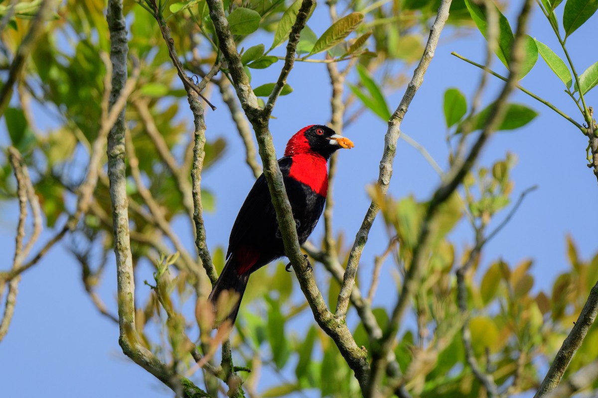 Crimson-collared Tanager - ML620602992