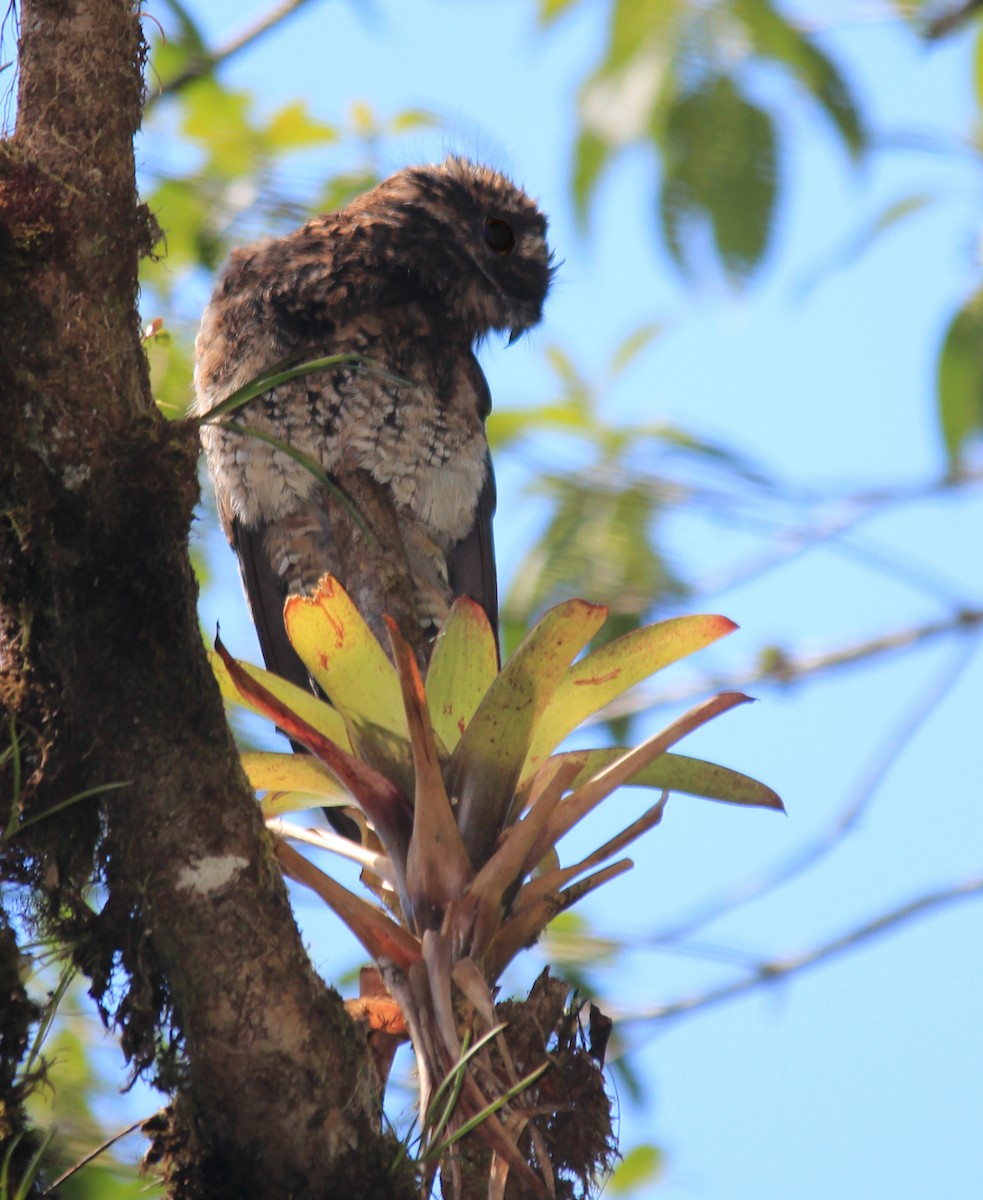 Andean Potoo - ML620602993