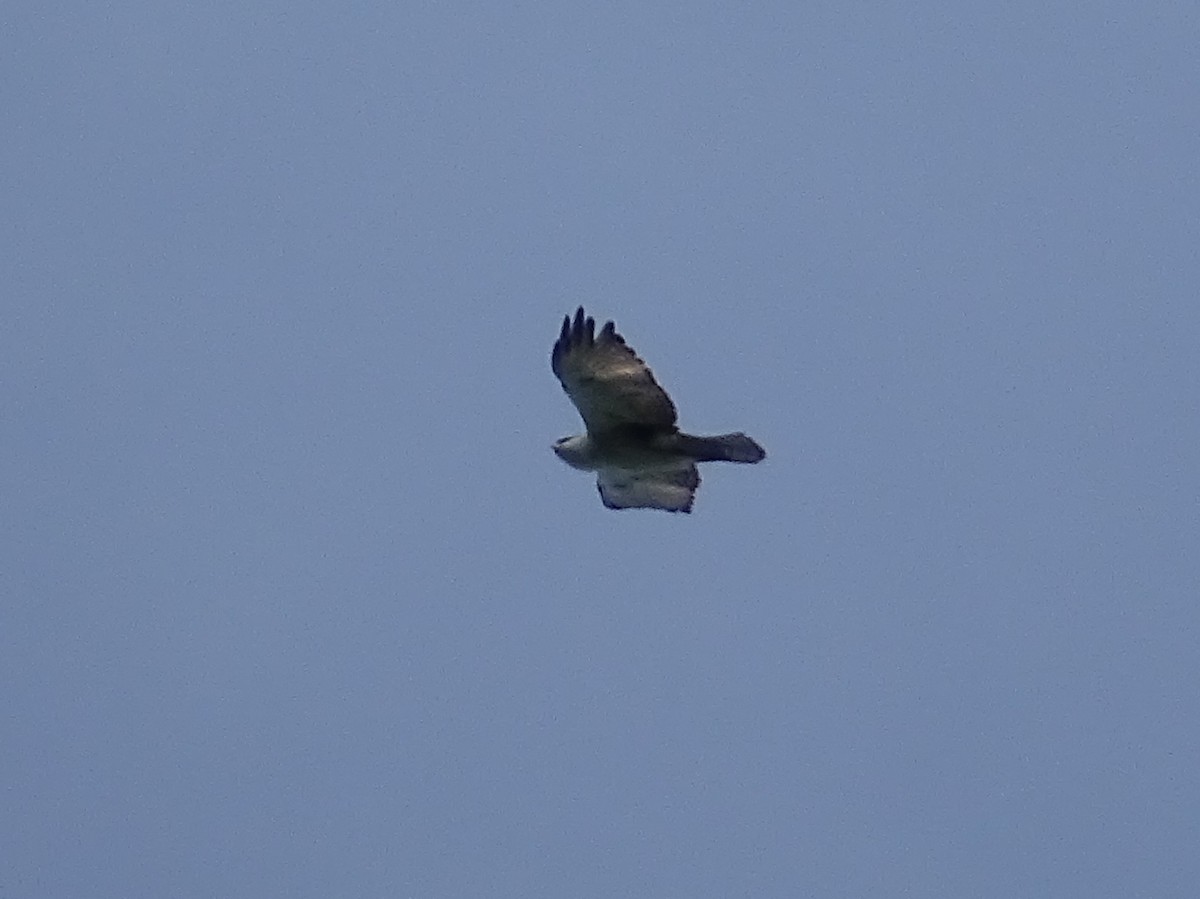 Rufous-bellied Eagle - ML620602995