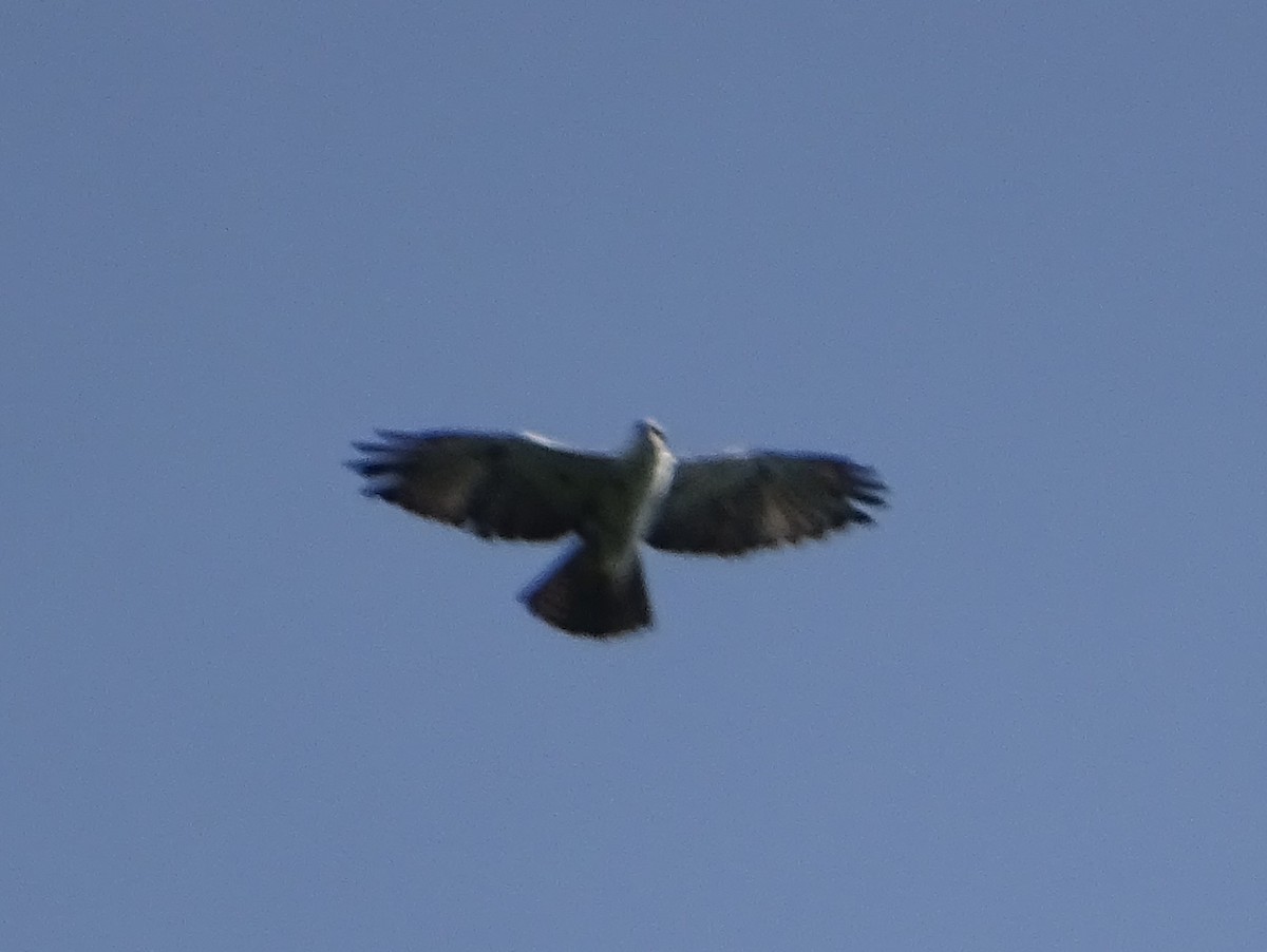 Rufous-bellied Eagle - ML620602996