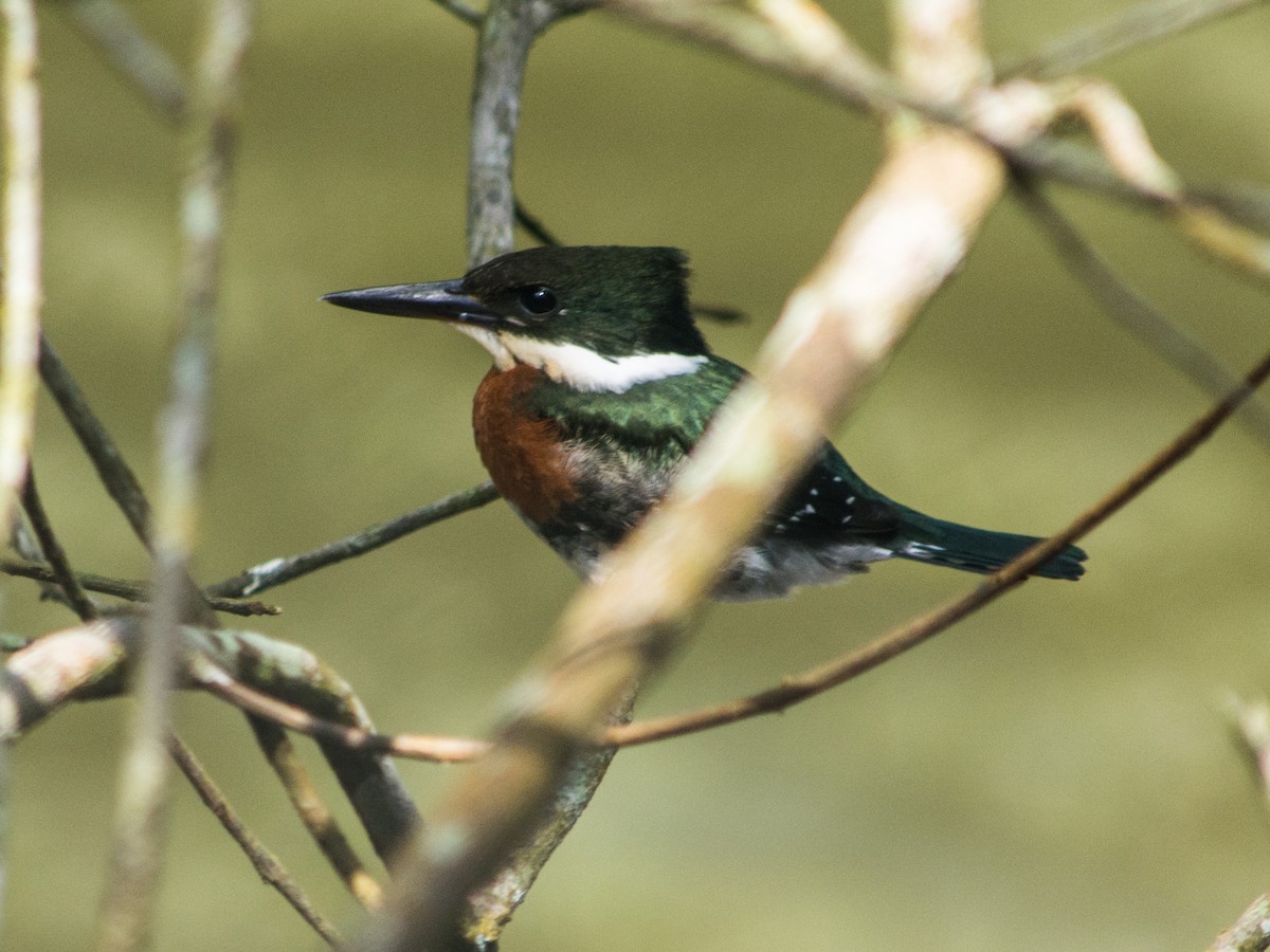 Green Kingfisher - ML620602999