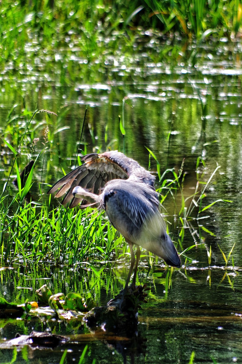 Garza Azulada - ML620603000