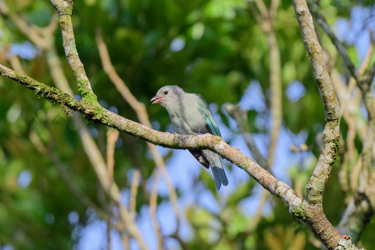 Blue-gray Tanager - ML620603001