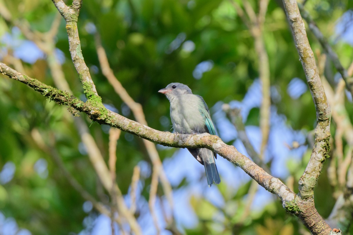 Blue-gray Tanager - ML620603002