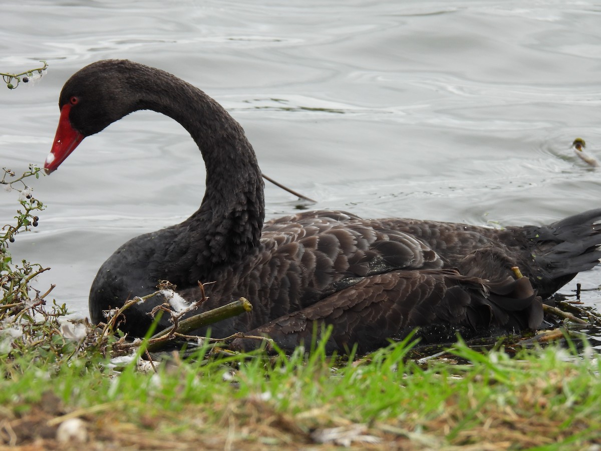 Black Swan - ML620603003