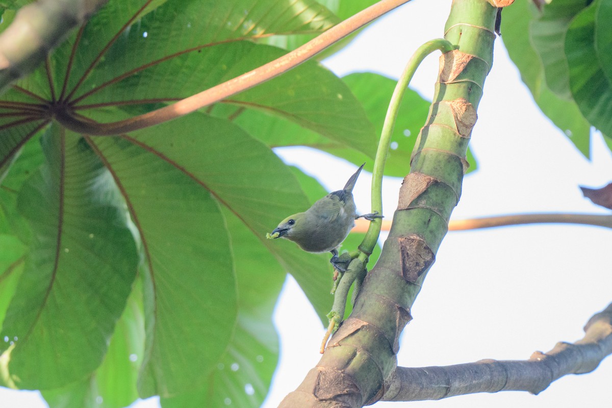 Palm Tanager - ML620603004
