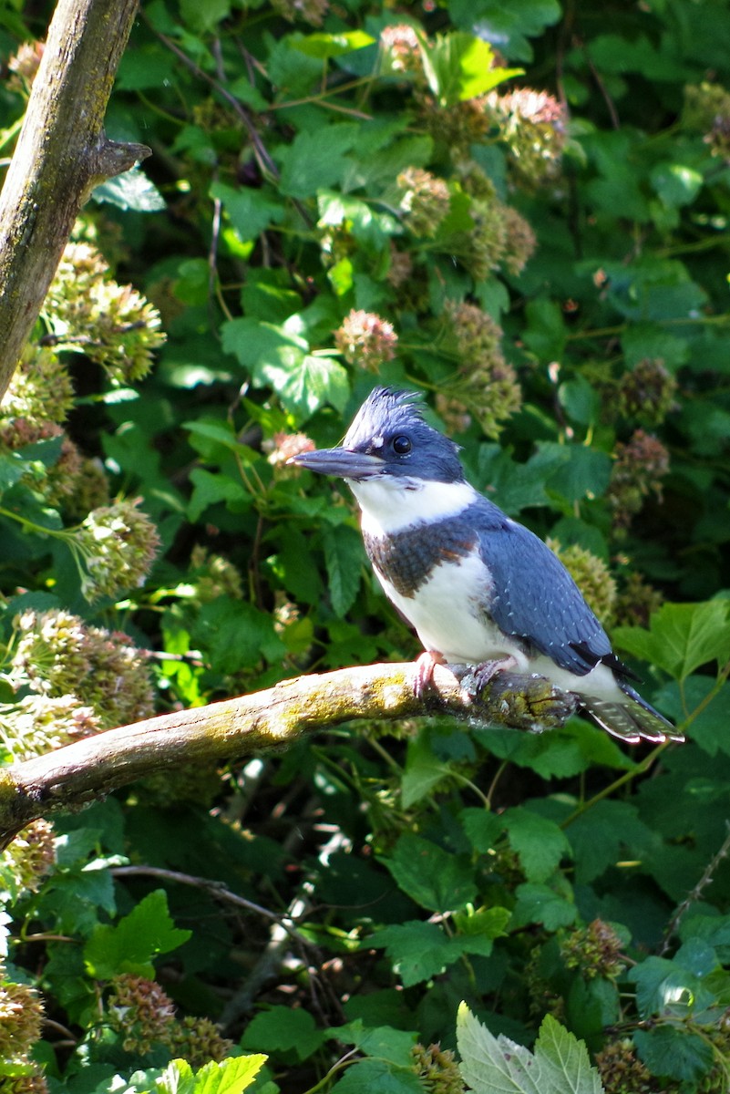 Belted Kingfisher - ML620603011