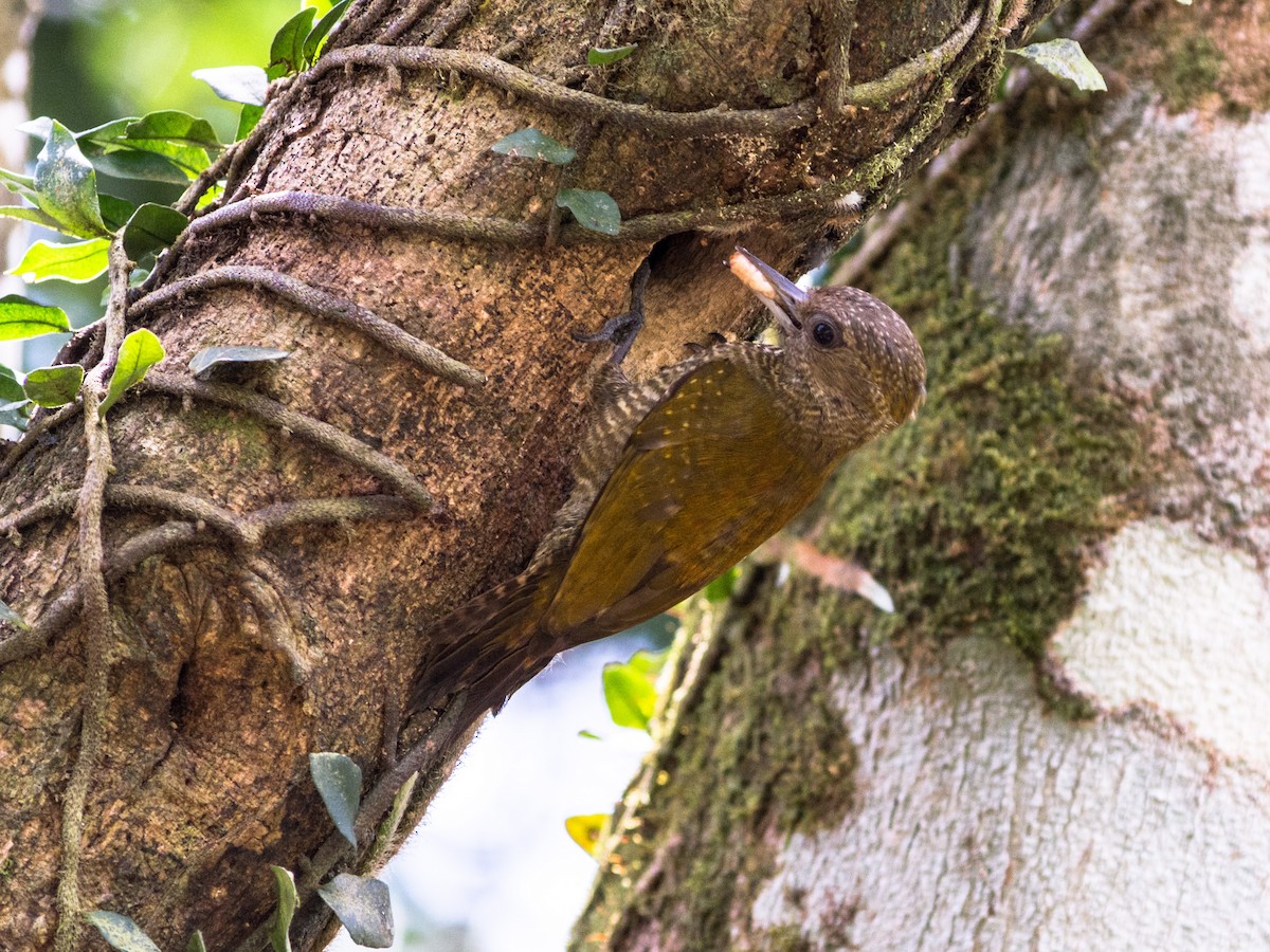 Little Woodpecker - Eduardo Vieira 17