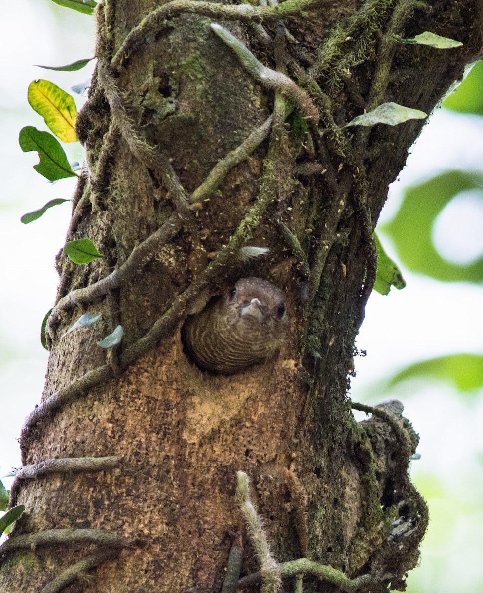 Little Woodpecker - ML620603013