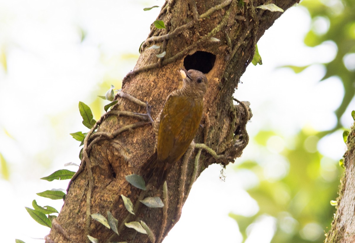 Little Woodpecker - ML620603014