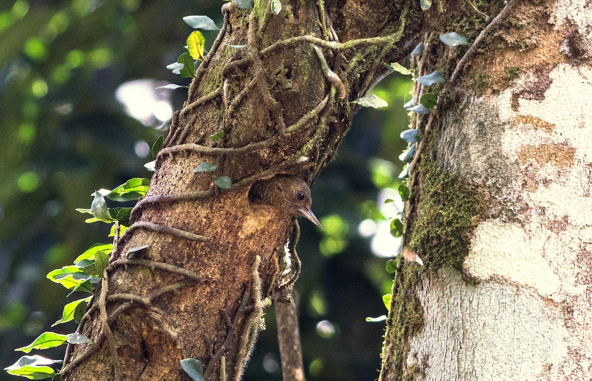 Little Woodpecker - Eduardo Vieira 17