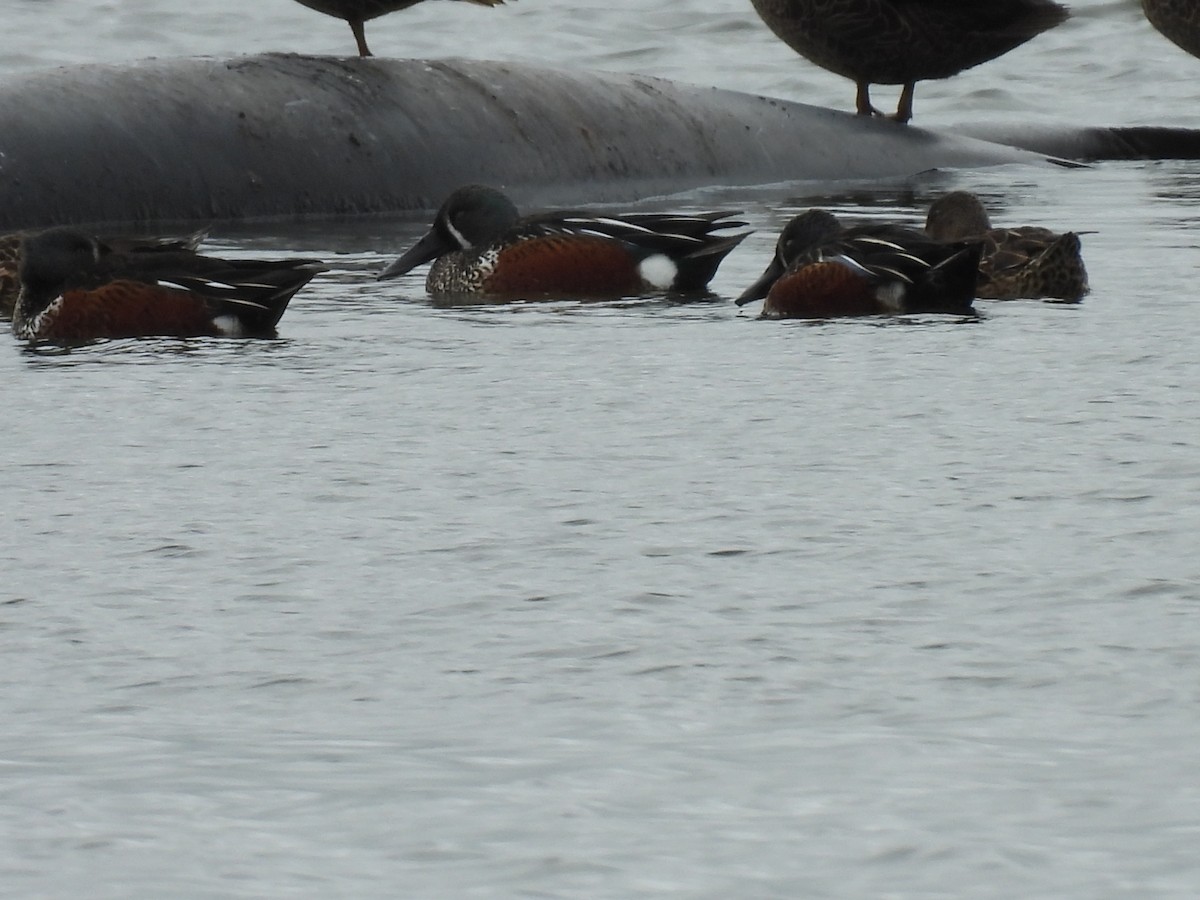 Australasian Shoveler - ML620603019