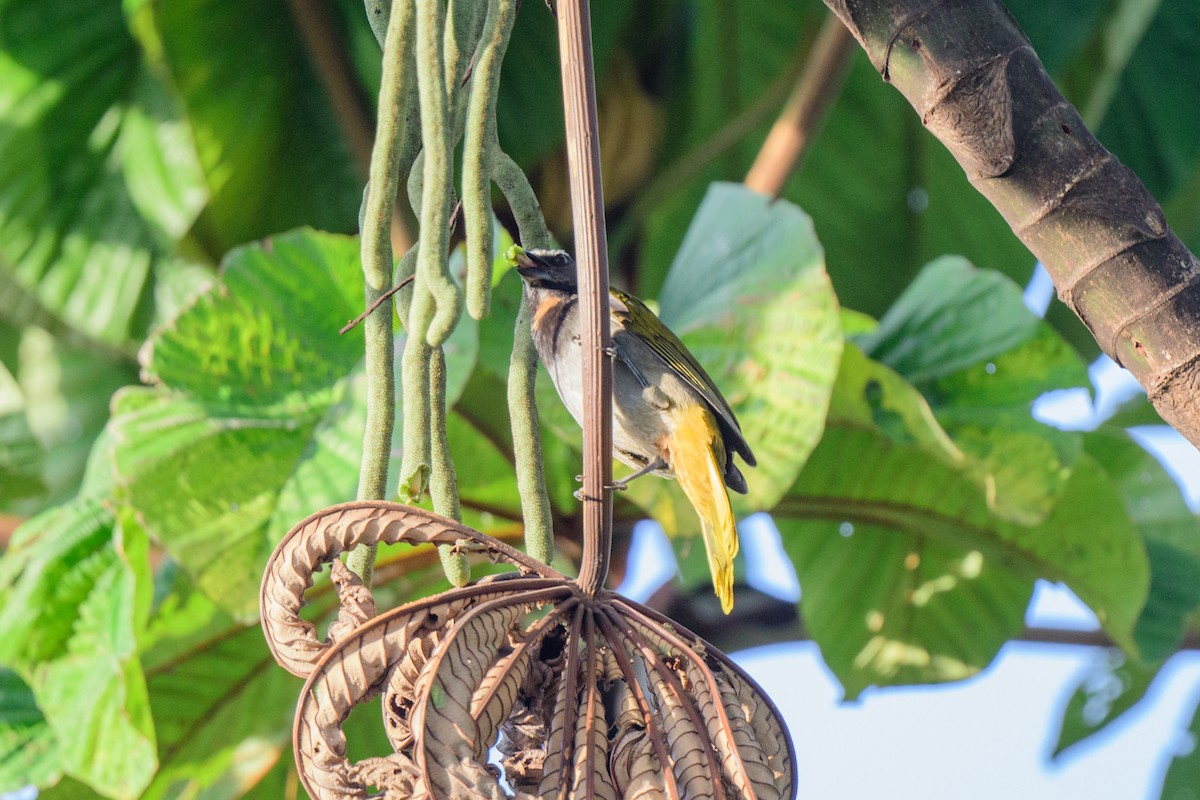 Buff-throated Saltator - John Kuenzli