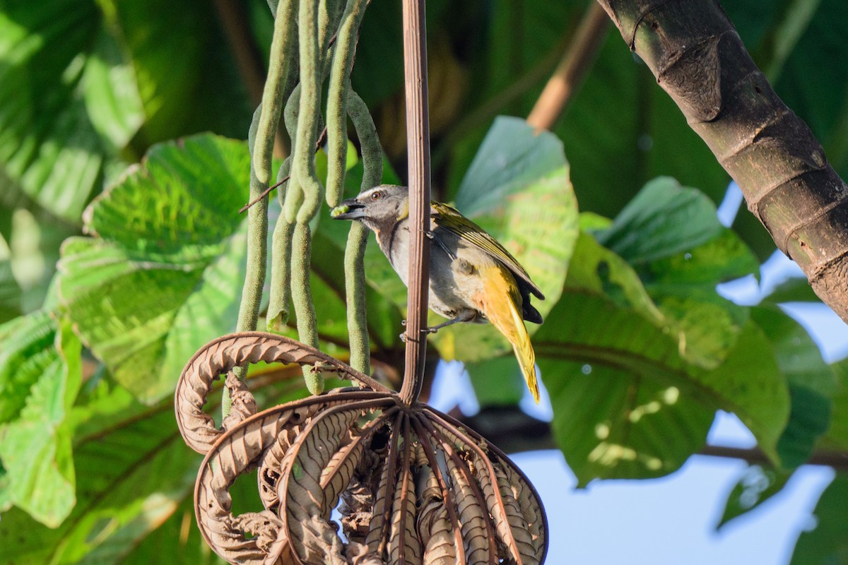 Buff-throated Saltator - John Kuenzli