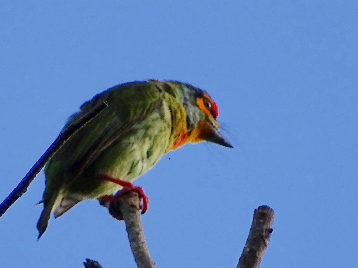 Kırmızı Alınlı Barbet - ML620603024