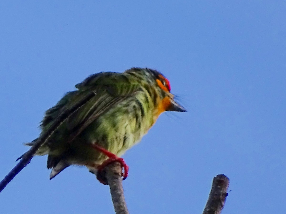 Kırmızı Alınlı Barbet - ML620603029