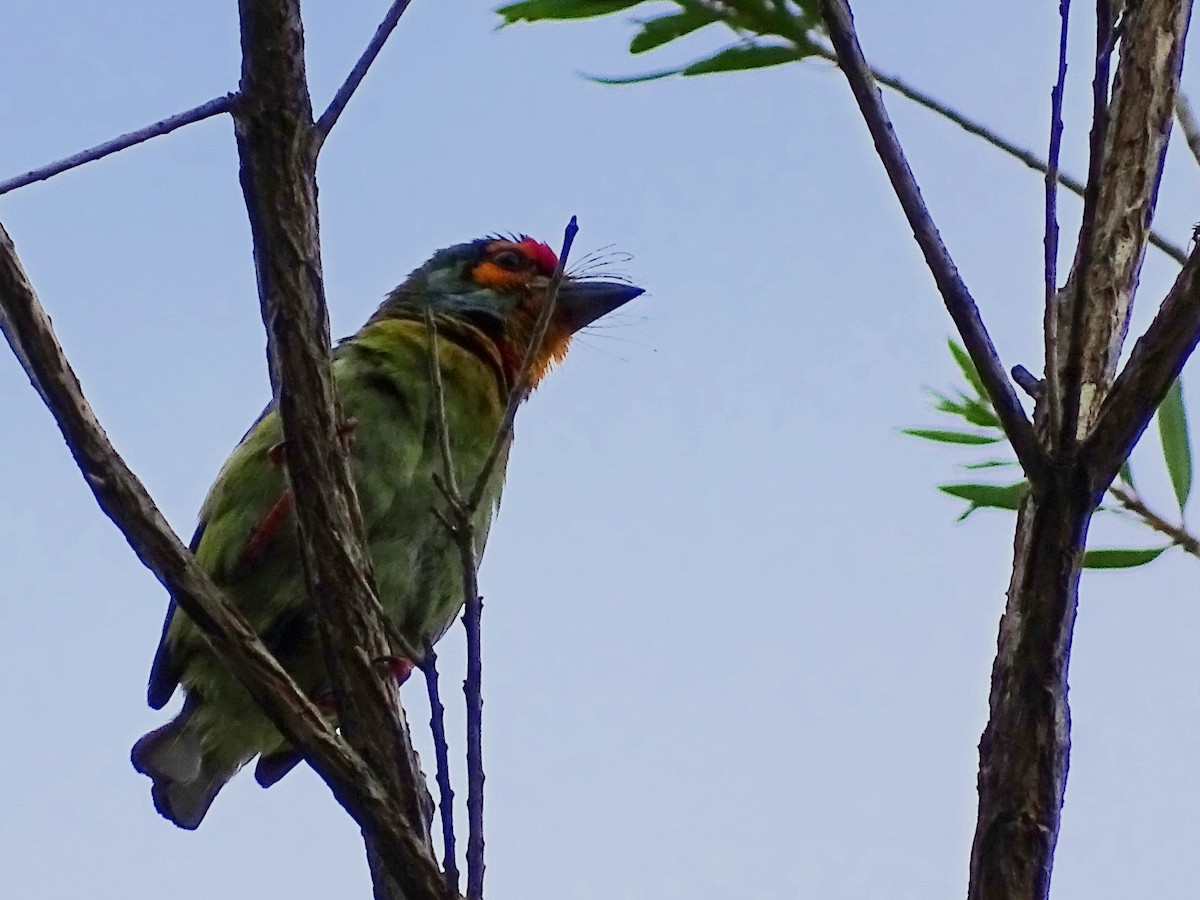 Kırmızı Alınlı Barbet - ML620603031