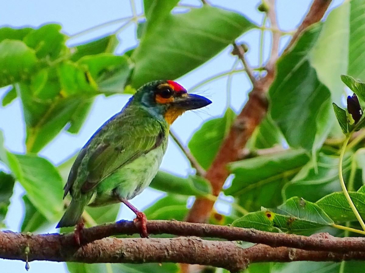 Crimson-fronted Barbet - Sri Srikumar