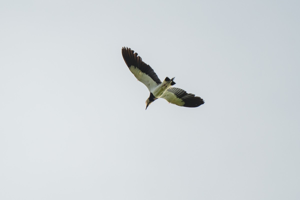 Southern Lapwing - ML620603034