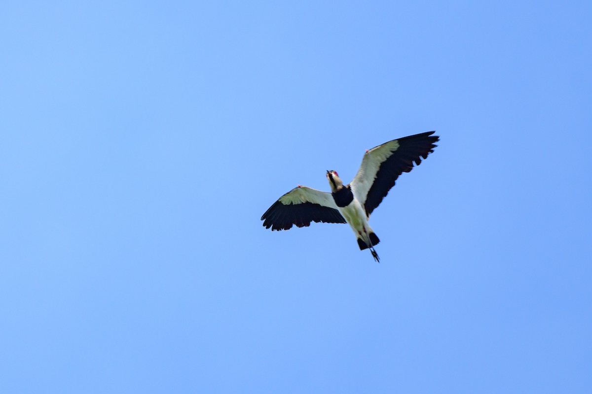 Southern Lapwing - ML620603035