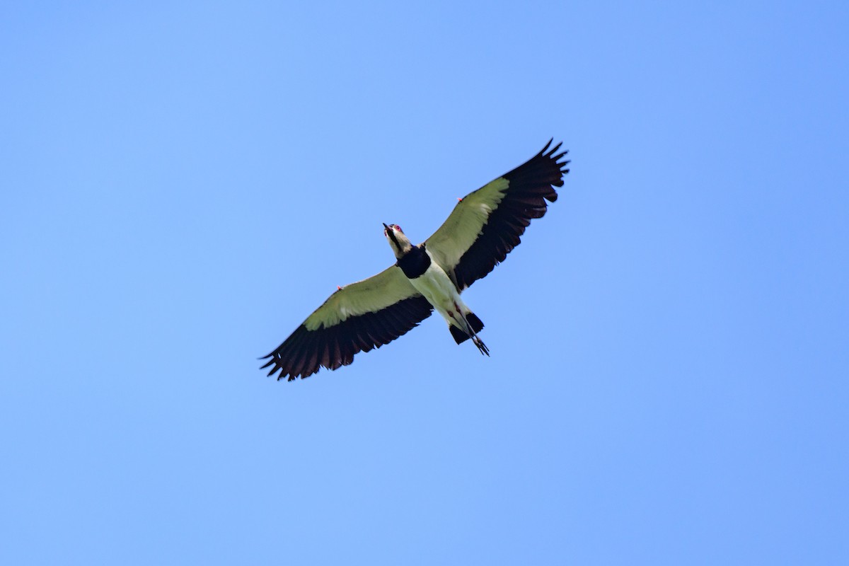 Southern Lapwing - ML620603036