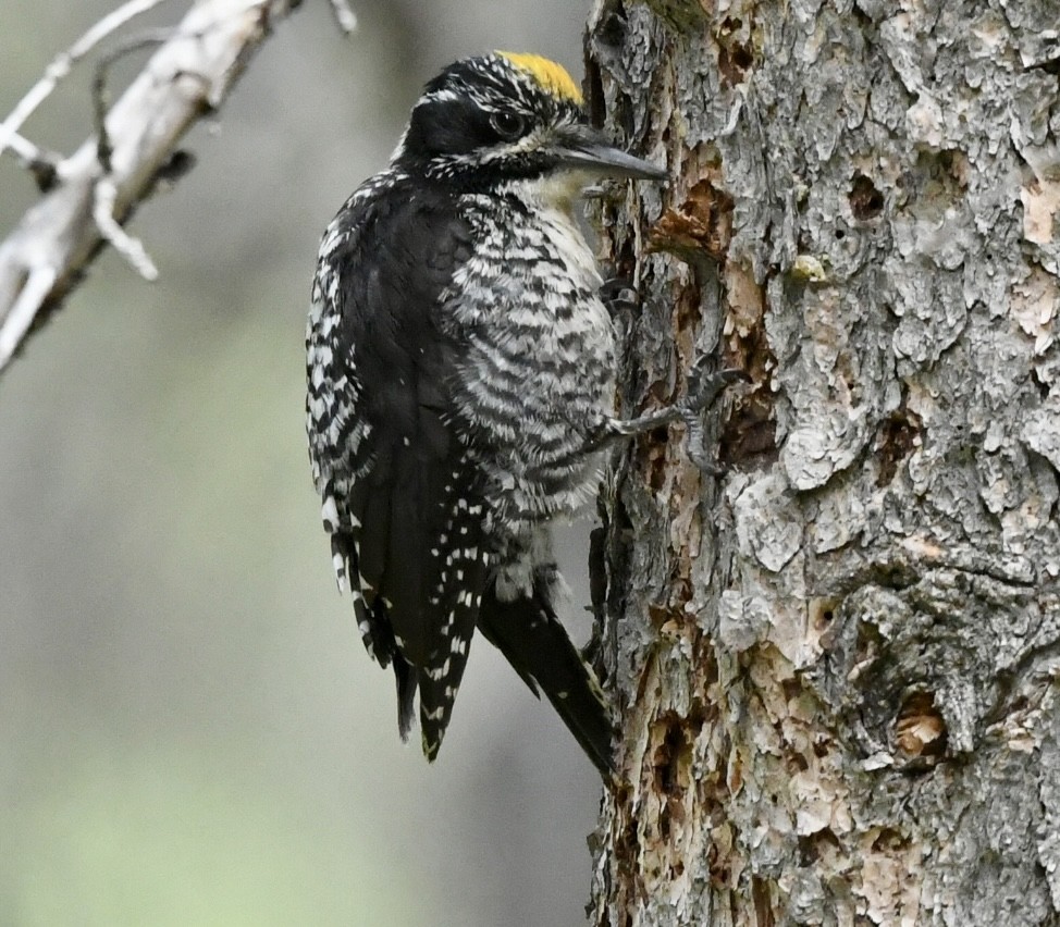 American Three-toed Woodpecker - ML620603047