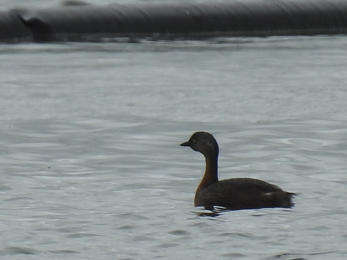 New Zealand Grebe - ML620603048