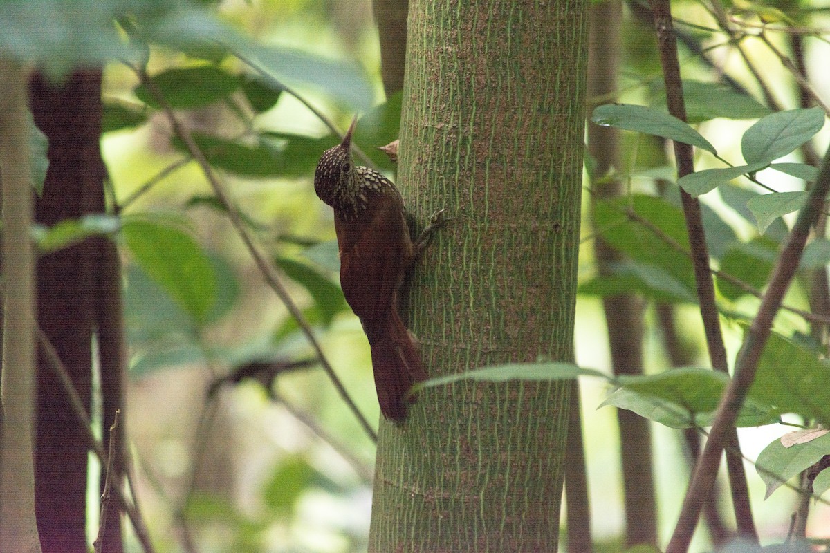 Straight-billed Woodcreeper - ML620603050