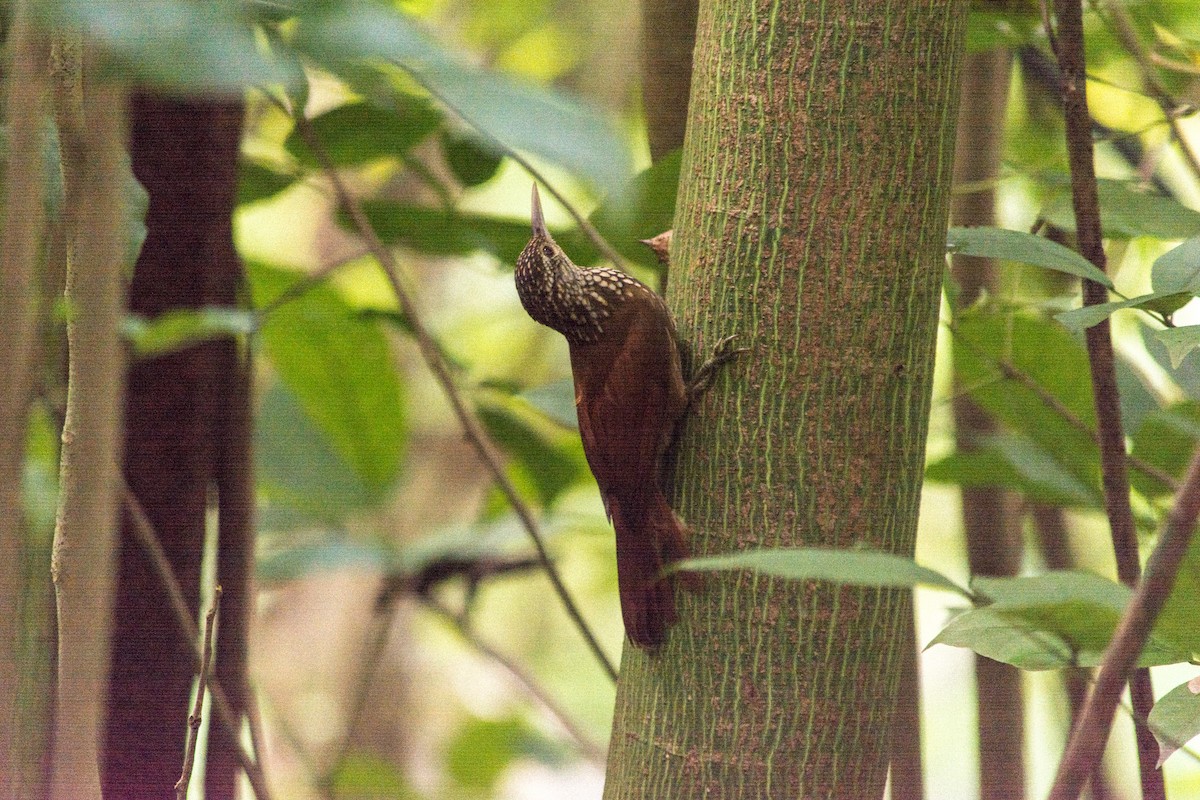 Straight-billed Woodcreeper - ML620603051