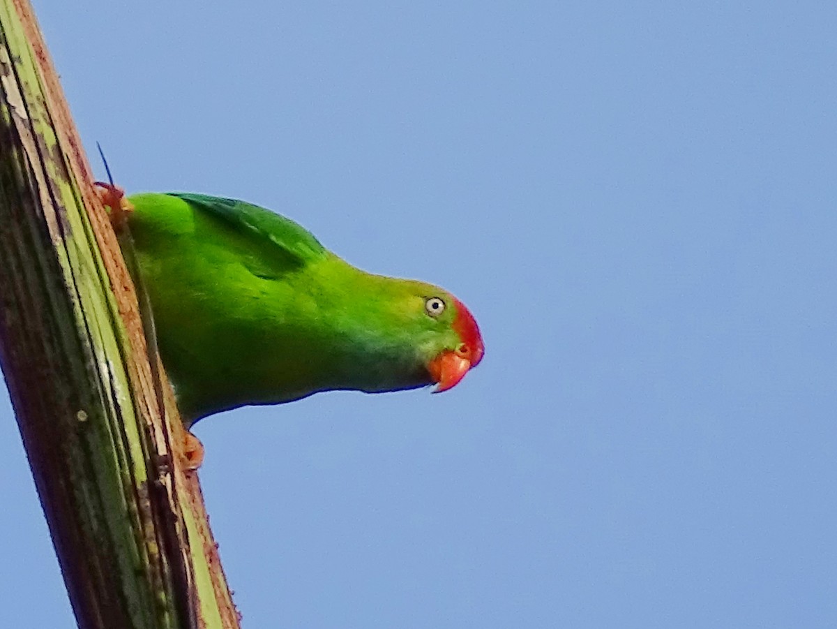 Sri Lanka Hanging-Parrot - ML620603066