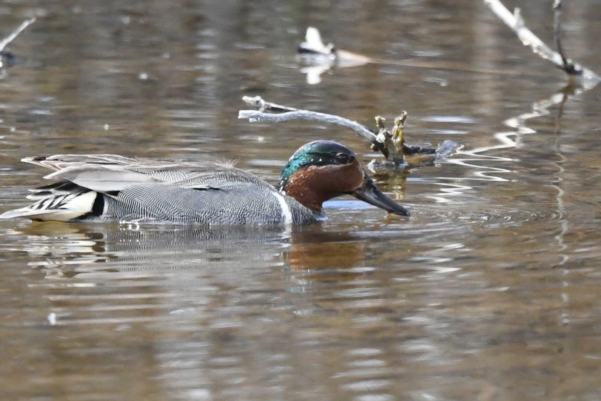 Green-winged Teal - ML620603074