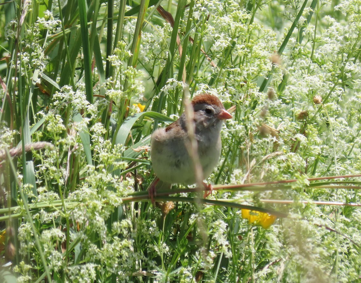 Field Sparrow - Cindy Edwardson