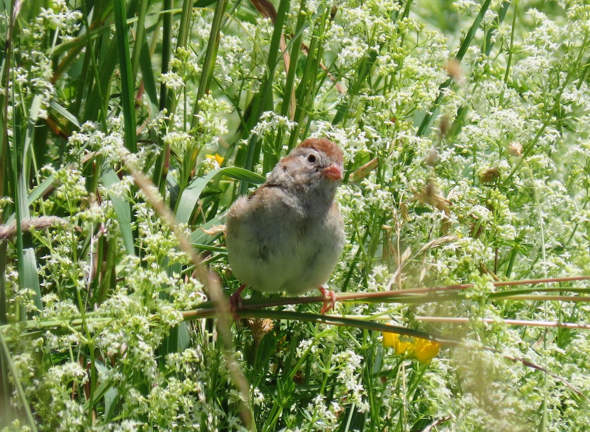 Field Sparrow - ML620603077