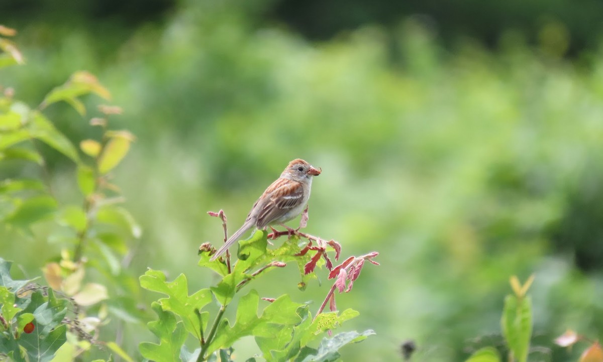 Field Sparrow - ML620603078