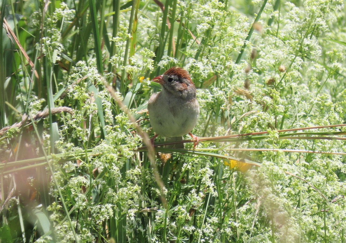 Field Sparrow - ML620603079