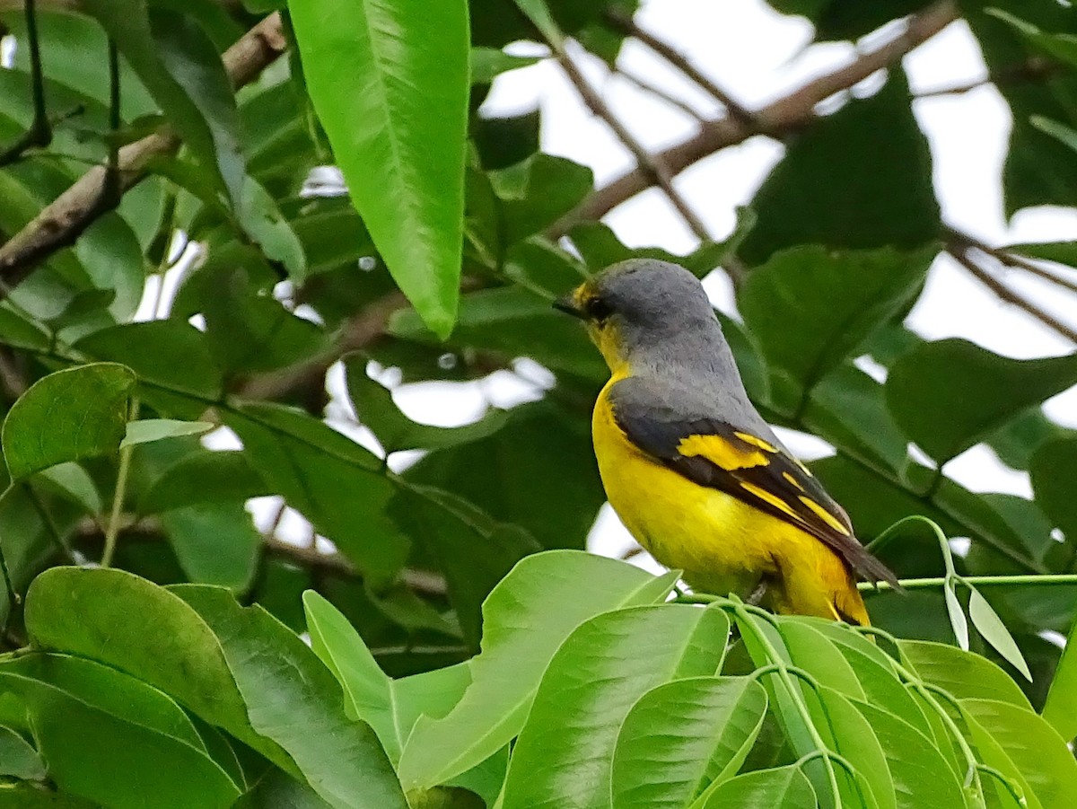 Orange Minivet - ML620603083