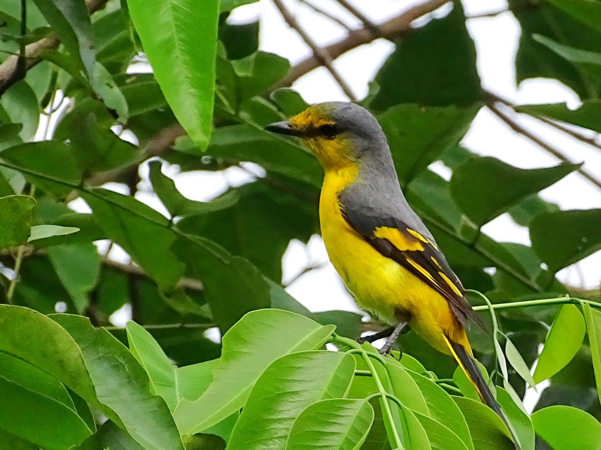 Minivet Naranja - ML620603084