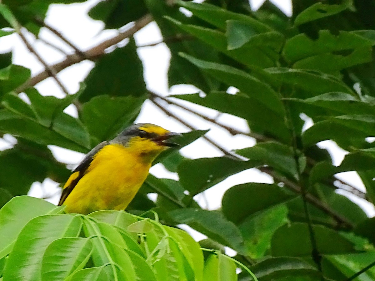 Orange Minivet - ML620603085