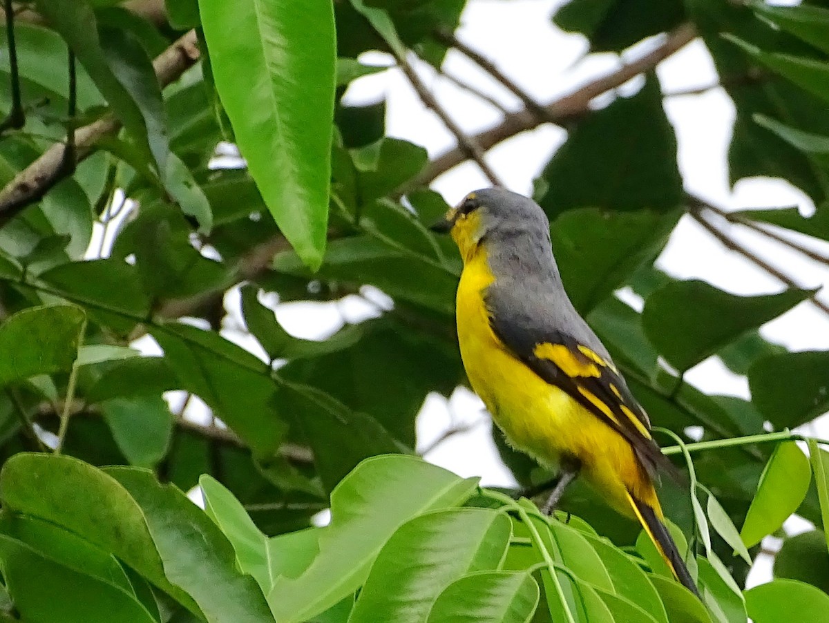 Minivet Naranja - ML620603086