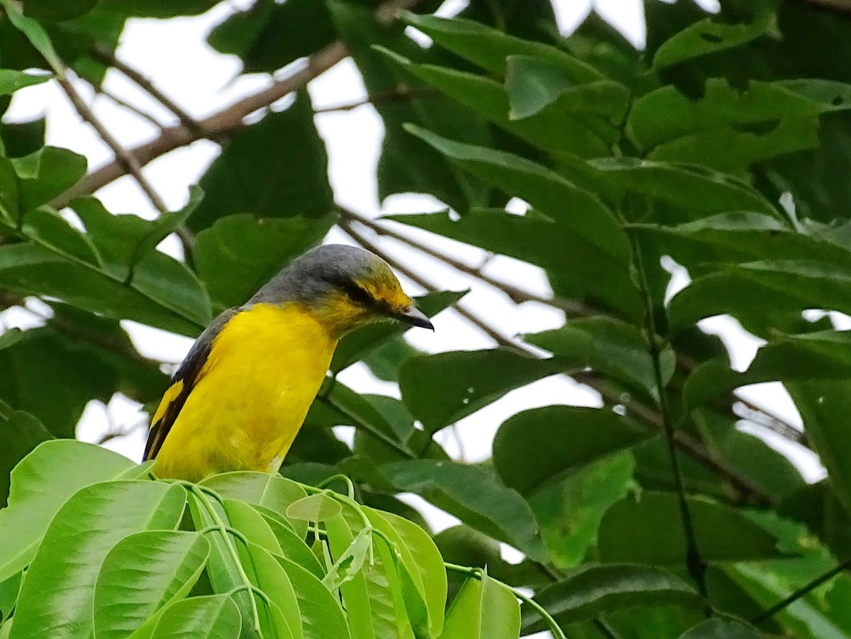 Orange Minivet - ML620603087