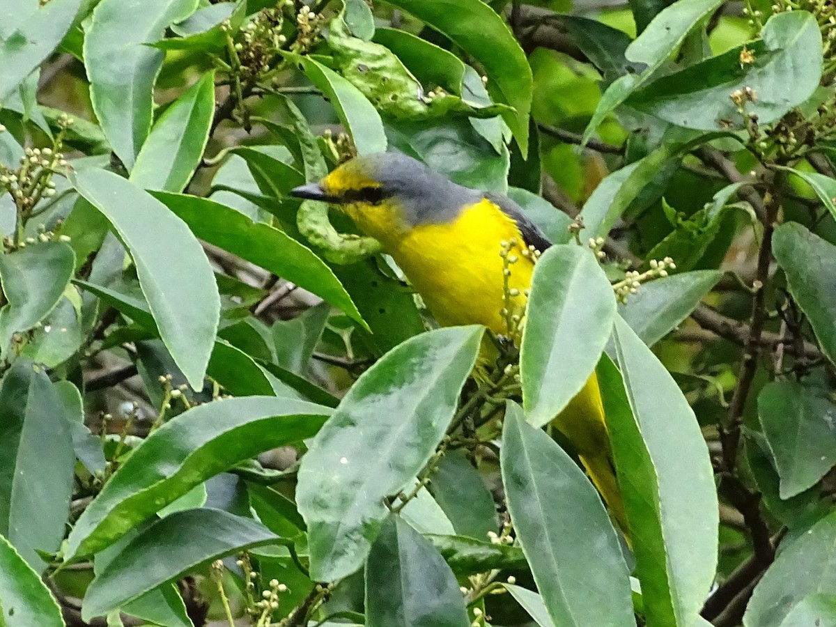 Orange Minivet - ML620603089