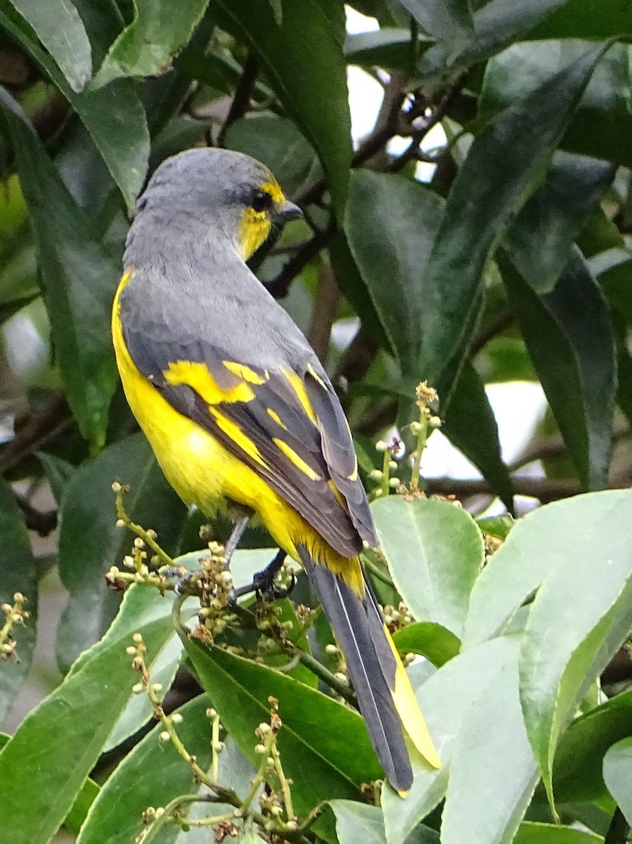 Minivet Naranja - ML620603090