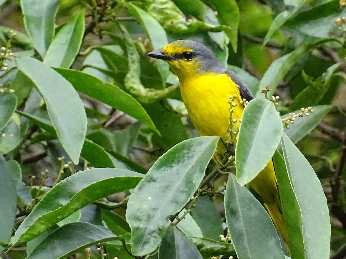 Minivet Naranja - ML620603091