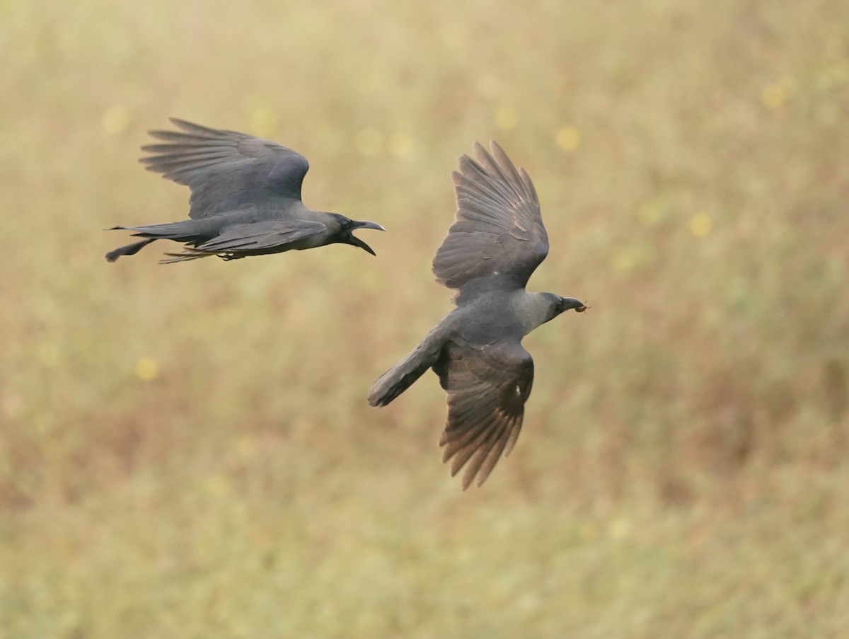 House Crow - ML620603093